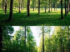 -黄海国家森林公园