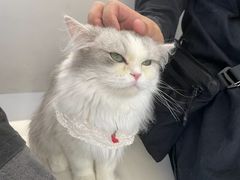 -怪兽屋·羊驼·猫咖·狗咖(俊华广场店)