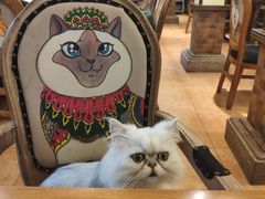 -more than meow吴止猫主题餐厅(承德 中船汇店)