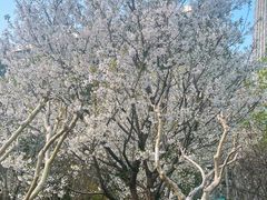 -西湖文化广场