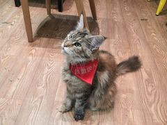 -猫色咖啡·猫咖