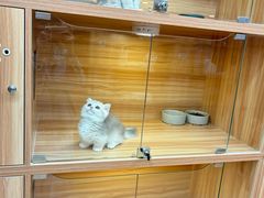 -猫十亿·布偶金渐层·曼基康矮脚猫舍(青年路店)