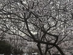 -大连北马山庄