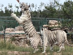 -鄂尔多斯野生动物园