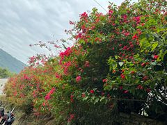 -马峦山郊野公园