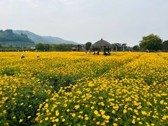 -径山花海
