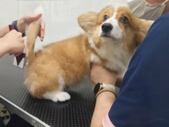 -艾贝尔宠物医院 ·内科全科(梁溪路店)