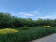 -大望京公园