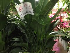-花鸟鱼虫鲜花绿植市场(玉泉路店)