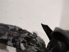 -藏猫猫咖啡主题馆(中央大道店)