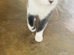 -喵屿·大理花园猫咖