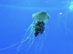 -南昌海洋公园