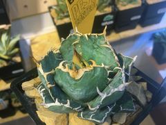 -Rabbit Cafe私房西餐甜点咖啡(栖霞路店)