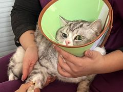 -瑞派福兴宠物医院犬猫全科·骨科·中西医结合(河东店)