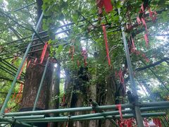 -西湖风景区十里琅珰-五云山