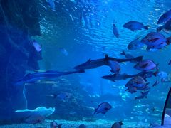 -太平洋海底世界