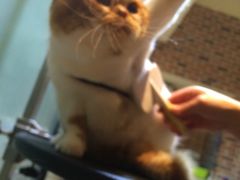 -Oh My Dog宠物沙龙(伊珊娜皮毛护理店)