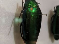 -上海昆虫博物馆