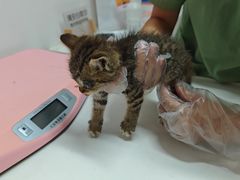 -御宝贝·A梦猫科宠物医院(国际猫友好医院)