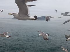 -海驴岛(荣成市)
