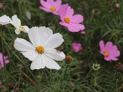 -花开海上生态园