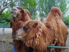 -长白岛森林公园