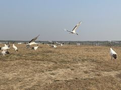 -盐城丹顶鹤湿地生态旅游区