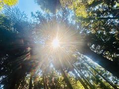 -武陵山森林公园