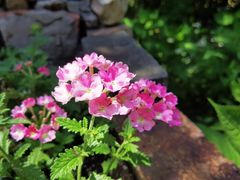 -鹅湖玫瑰文化园