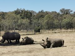 -威勒比开放式动物园