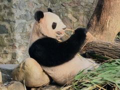 -都江堰中华大熊猫苑