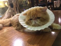 -more than meow吴止猫主题餐厅(承德 中船汇店)