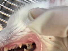 -中农大我爱我爱动物医院·核磁CT·猫病·24小时夜诊中心(石佛营店)