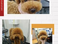 -八公叔叔宠物美容连锁(春申店)