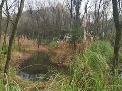 -西湖风景区-江洋畈生态公园