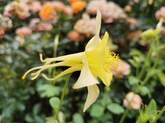 -深圳仙湖植物园