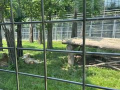 -横道河子东北虎林园