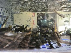 -胖大姐黄辣丁鱼庄(新津店)