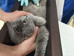-伟伟宠物医院·瑞派猫友好医院·猫科(光谷店)