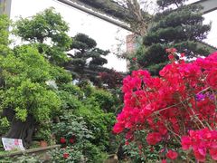 -金科花卉市场