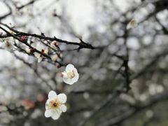 -香雪海