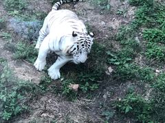 -大连森林动物园