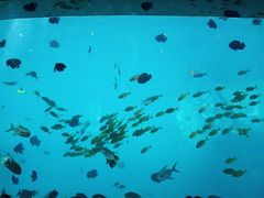 -瑞德姆美人鱼海底演艺主题餐厅(亚龙湾店)
