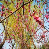 一生心事为花忙 花儿们怒放中
