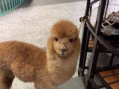 -1013 PET SHOP 宠物商店(近铁城市广场店)