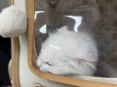 -美联众合动物医院·24h转诊中心