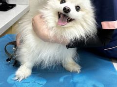 -美联众合爱康动物医院•复杂内科•肿瘤科•牙科•腔镜诊疗中心