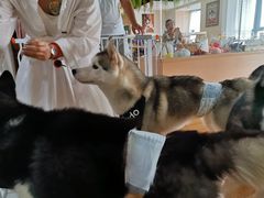 -Husky Go! 哈士奇体验馆·宠物咖啡厅狗咖
