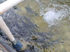 -北京龙庆四季香农家饭庄·灶台鱼·碳烤虹鳟鱼(龙庆峡店)