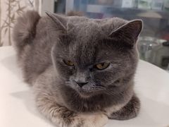 -楼上猫咖(罗湖店)